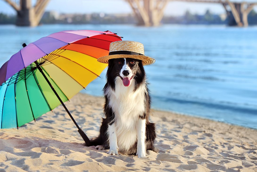 Keep Your Pooch Cool This Summer